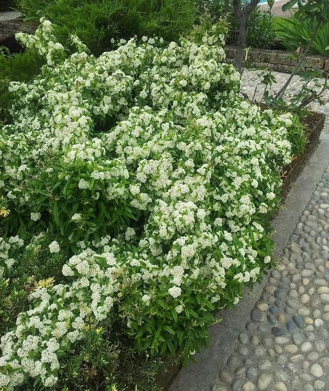 B&B Il Pioppo E La Fonte Castello d'Agogna Olaszország